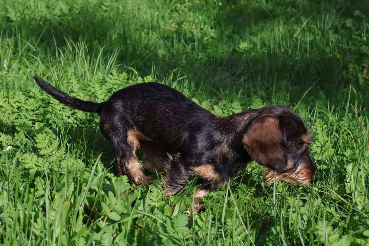 Teckel Kaninchen de trabajo y exposición, la especialidad de RAJ Canin FCI